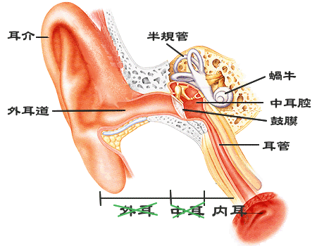 耳 かむい耳鼻咽喉科クリニック